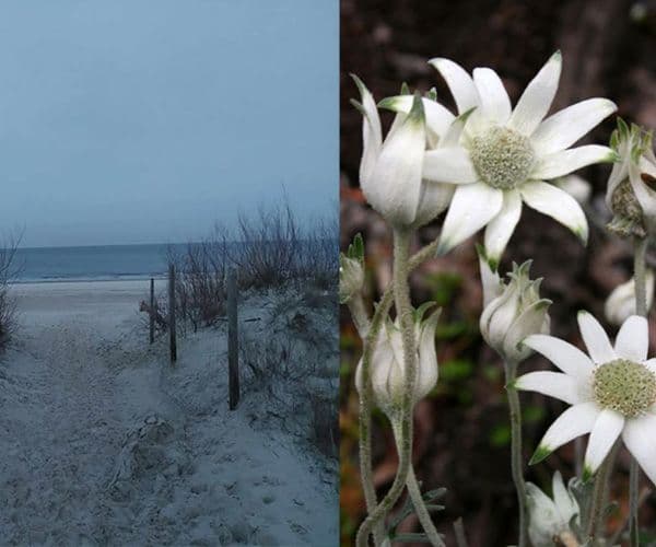 Half of the image is A moody beach at twilight the other half is a close up of Australian flannel flowers